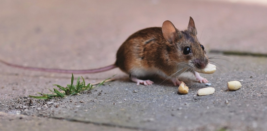 Mäuse vertreiben: Wir zeigen dir, wie du sie WIRKLICH loswirst